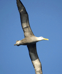 albatr10