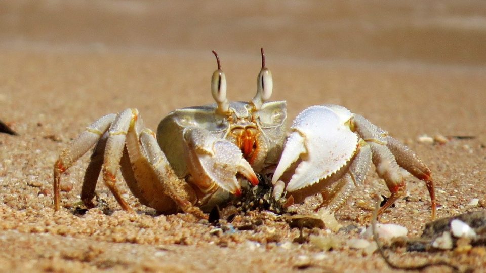 Image de crabe illustrant le signe du Cancer
